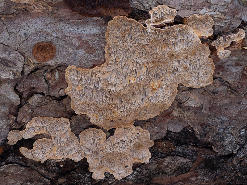 Phellinus chrysoloma Phellinus chrysoloma
